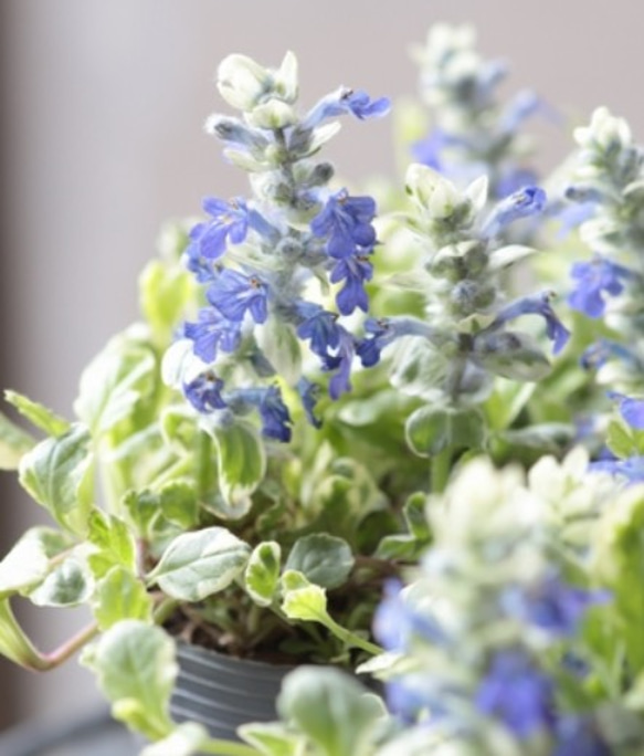 アジュガ シルバー　苗　2ポット分　ネコポス発送 アジュガ シルバー 苗 2ポット分 ネコポス発送 アジュガ シルバー 苗 2