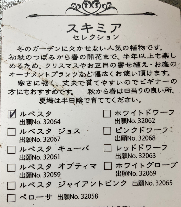 スキミア　ルベスタ 6枚目の画像