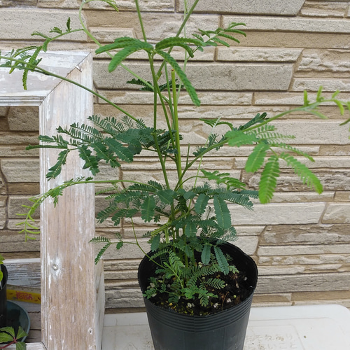 白花四季咲きミモザ（アカシアデアネイ） その他インテリア雑貨