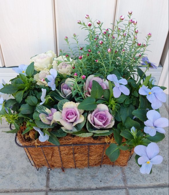 オーバルバスケットのパステルカラー寄せ植え パステルカラーのバスケットの寄せ植え その他インテリア雑貨 アイビー