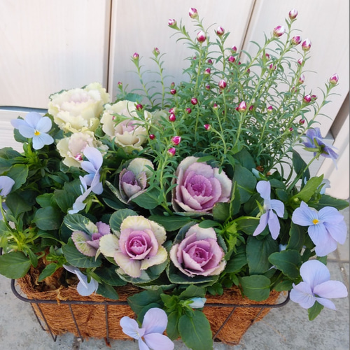 パステルカラーのバスケットの寄せ植え その他インテリア雑貨 アイビー