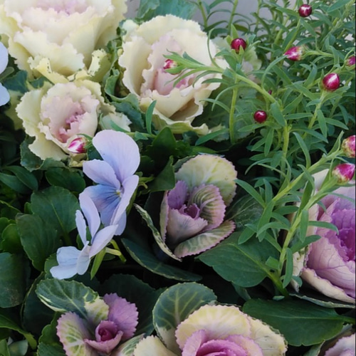 パステルカラーのバスケットの寄せ植え その他インテリア雑貨 アイビー