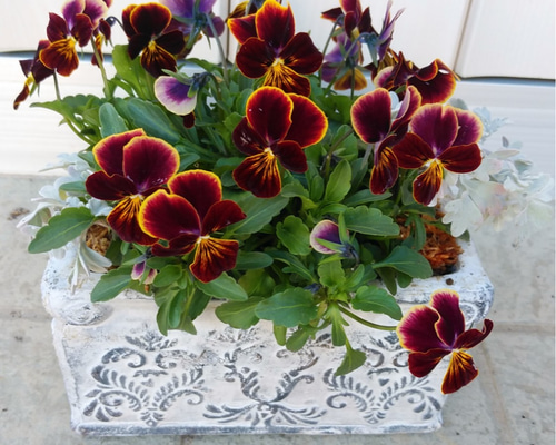 0_55e8c278dfe6203e3e4506a10070