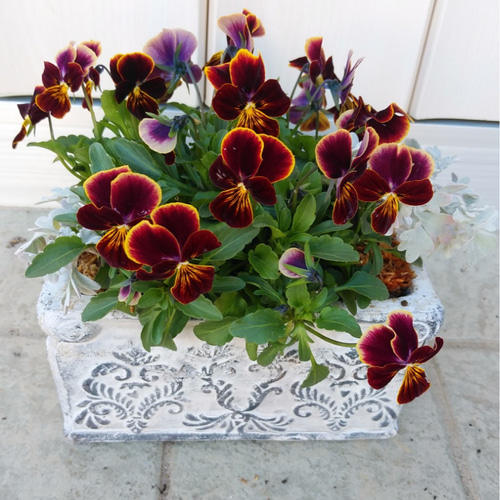 アンティークビオラの寄せ植え その他インテリア雑貨 アイビー 通販