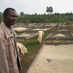 タンザニア・ディープブルーキゴマ500ｇ　自家焙煎コーヒー 送料無料 4枚目の画像