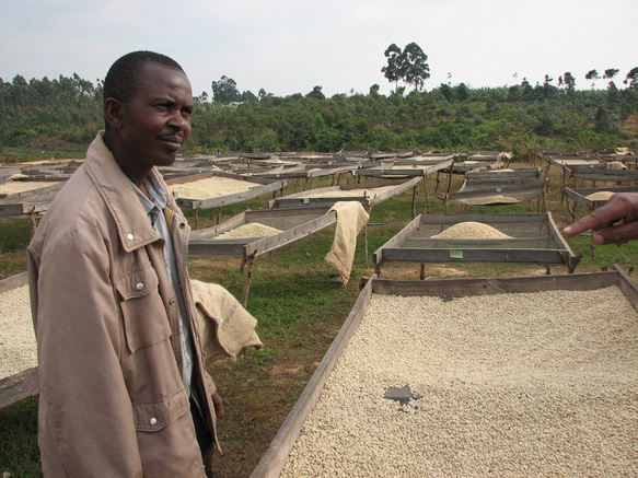 タンザニア・ディープブルーキゴマ500ｇ　自家焙煎コーヒー 送料無料 4枚目の画像