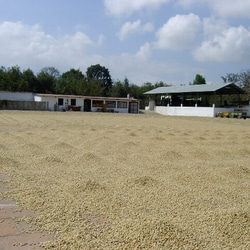コーヒー豆　グアテマラＳＨＢアゾテア農園 中深煎り 200ｇ　自家焙煎珈琲 5枚目の画像
