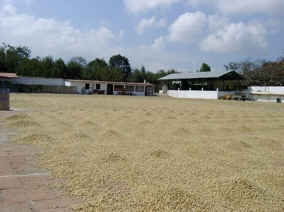 コーヒー豆　グアテマラＳＨＢアゾテア農園 中深煎り 300ｇ　自家焙煎珈琲 5枚目の画像