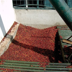 コーヒー豆　グアテマラＳＨＢアゾテア農園 中深煎り 300ｇ　自家焙煎珈琲 6枚目の画像