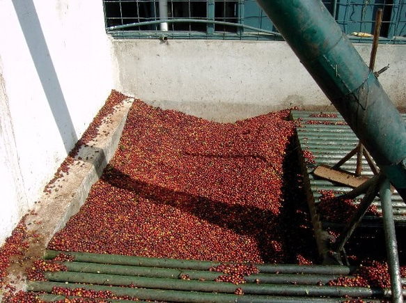 コーヒー豆　グアテマラＳＨＢアゾテア農園 中深煎り 300ｇ　自家焙煎珈琲 6枚目の画像