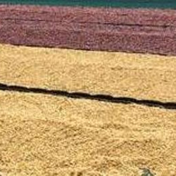 コーヒー豆 コスタリカ・ガンボア農園ブラックベリー400ｇ 自家焙煎 送料無料 2枚目の画像