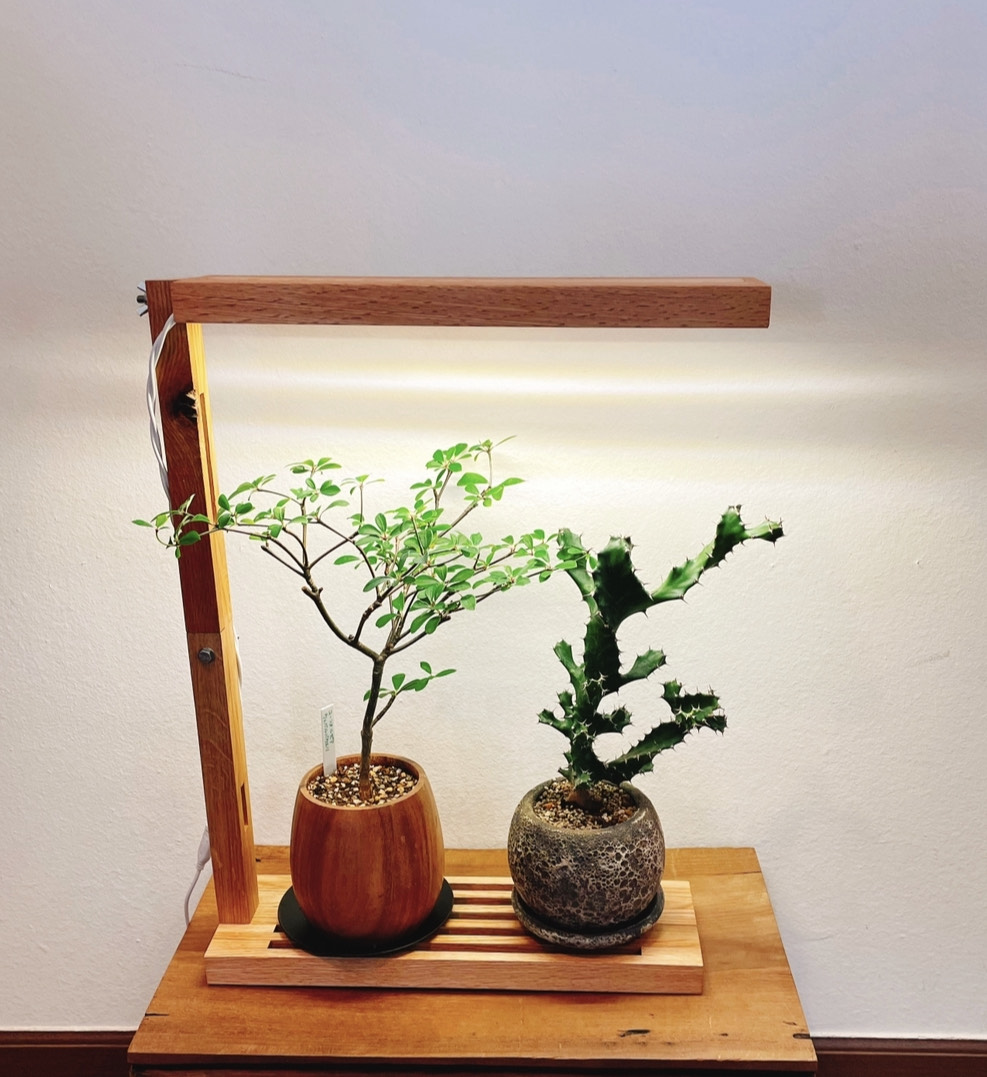 植物育成LEDライトスタンド2灯［オーク］