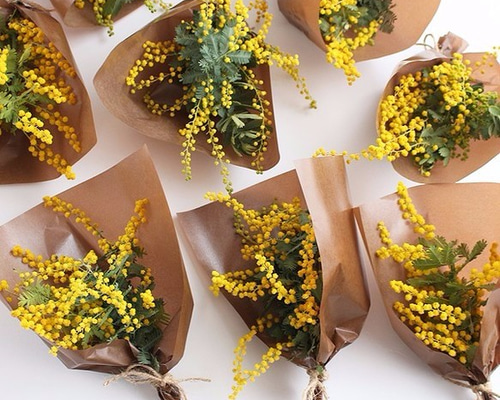 【限定品】38灯　38explore mimosa ミモザ 限定品】38灯 38explore mimosa ミモザ 限定品】38灯 38explore