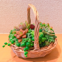 *送料無料* 多肉植物 多肉 寄せ植え ちまちま寄せ かご 多肉リース 1枚目の画像