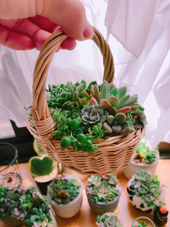 *送料無料* 多肉植物 多肉 寄せ植え ちまちま寄せ かご 多肉リース 4枚目の画像