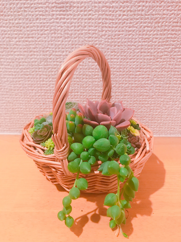 *送料無料* 多肉植物 多肉 寄せ植え ちまちま寄せ かご 多肉リース 6枚目の画像