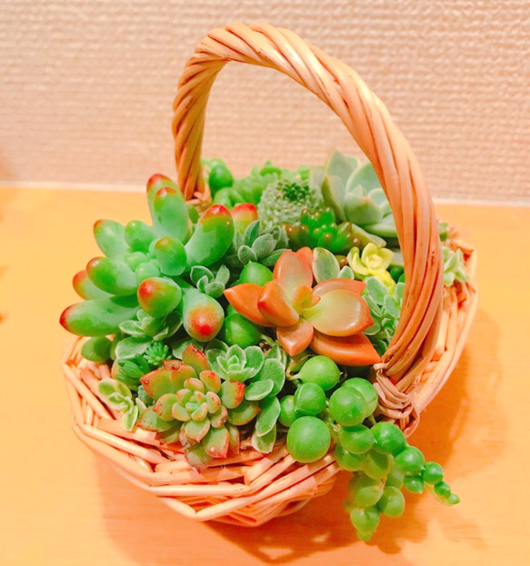 *送料無料* 多肉植物 多肉 寄せ植え ちまちま寄せ かご 多肉リース 8枚目の画像