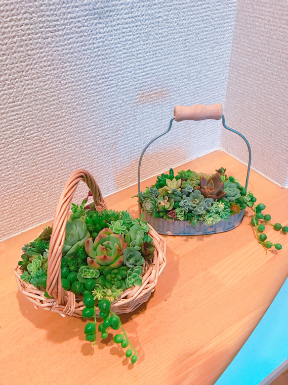 *送料無料* 多肉 多肉植物 寄せ植え 持ち手つきブリキ缶 4枚目の画像