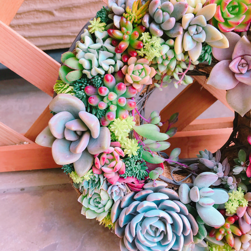 多肉 多肉植物 リース 寄せ植え ☻ リース ayano 通販 6778118
