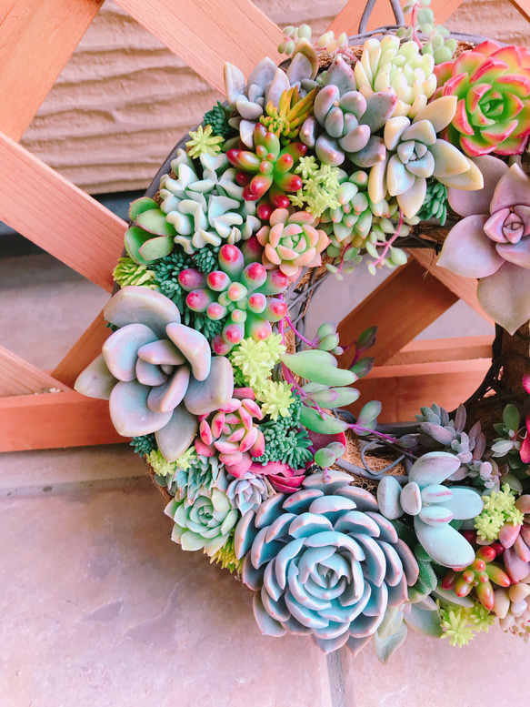 多肉 多肉植物 リース 寄せ植え ☻ 2枚目の画像