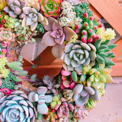 多肉 多肉植物 リース 寄せ植え ☻ 3枚目の画像