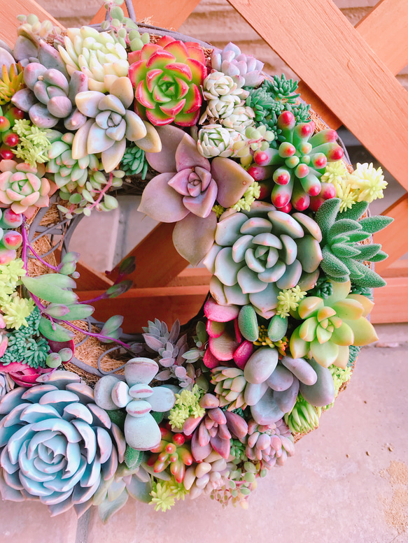 多肉 多肉植物 リース 寄せ植え ☻ 3枚目の画像