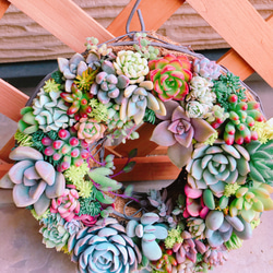 多肉 多肉植物 リース 寄せ植え ☻ 4枚目の画像