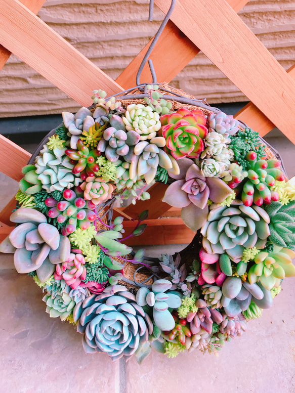 多肉 多肉植物 リース 寄せ植え ☻ 4枚目の画像