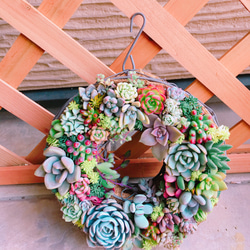 多肉 多肉植物 リース 寄せ植え ☻ 5枚目の画像