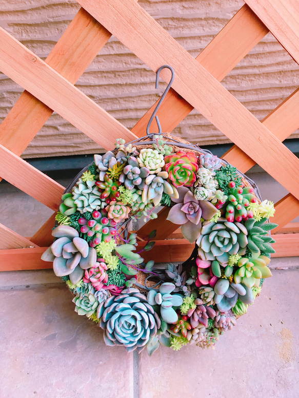 多肉 多肉植物 リース 寄せ植え ☻ 5枚目の画像