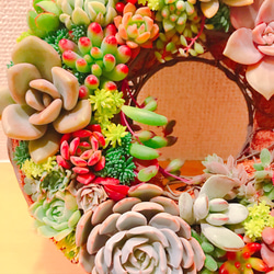 多肉 多肉植物 リース 寄せ植え ☻ 7枚目の画像