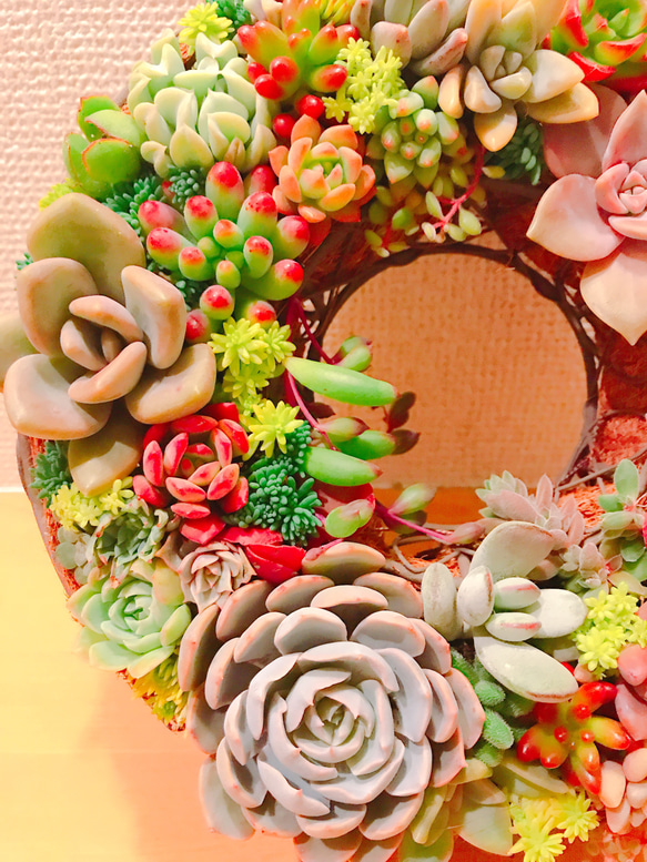 多肉 多肉植物 リース 寄せ植え ☻ 7枚目の画像