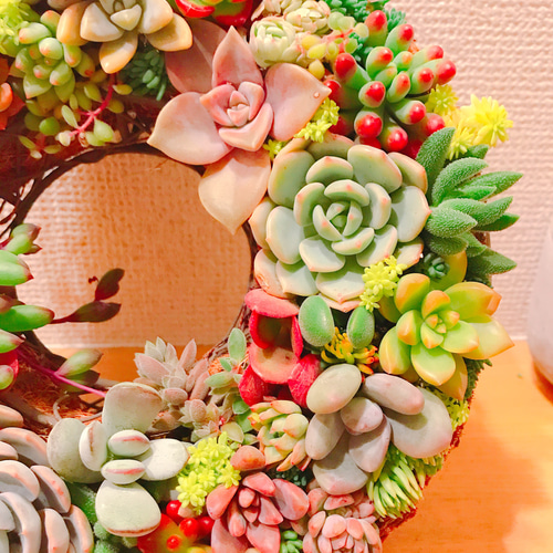 多肉植物　寄せ植え　リース　ww 楽天市場】【送料無料】多肉植物 寄せ植え succulent wreath M