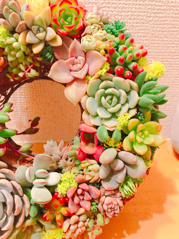 多肉 多肉植物 リース 寄せ植え ☻ 8枚目の画像