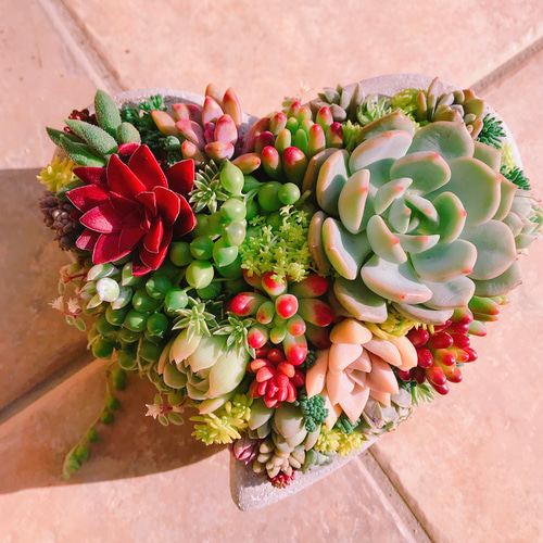 多肉 多肉植物 寄せ植え ハート型 セメント鉢 ❤︎ アートフラワー