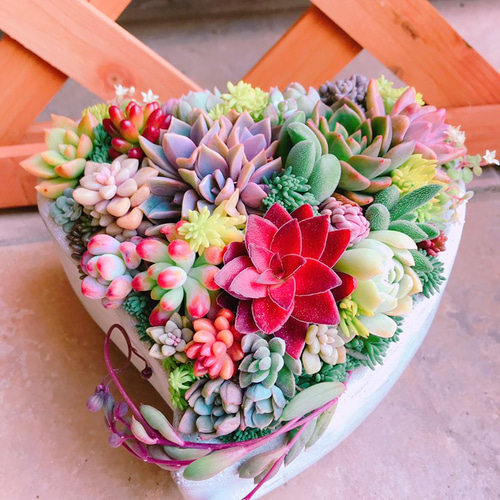 多肉植物の寄せ植え❤️ときめきハート2（pots鉢） 多肉植物