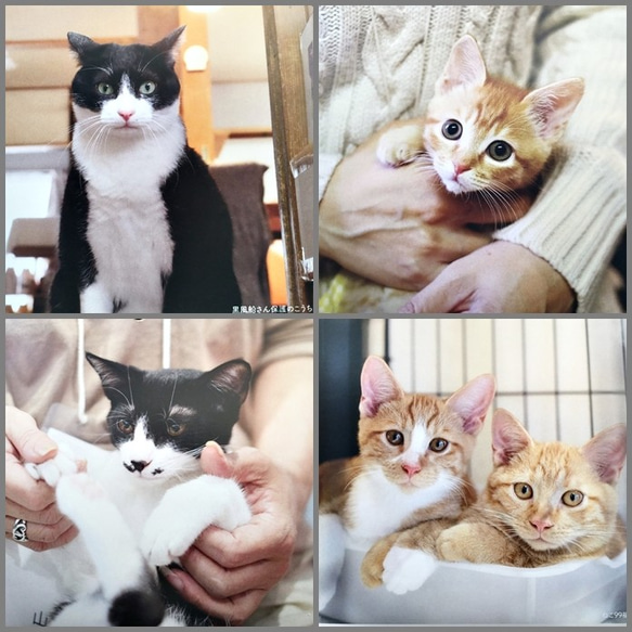 お買い物で繋がる猫達の命［sakuraneko］オリジナル2021年版カレンダー（ラッピング無料） 4枚目の画像