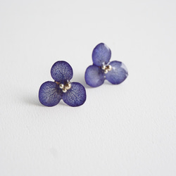 紫陽花ピアス/ハナノメグミ３枚花弁(クラシックブルー/ネイビー)受注生産 8枚目の画像