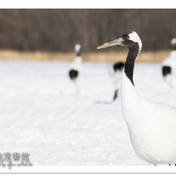 【A4フォト】よろしくね 1枚目の画像
