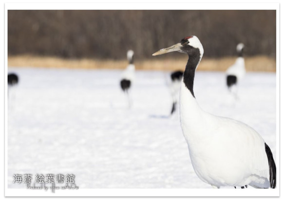 【A4フォト】よろしくね 1枚目の画像