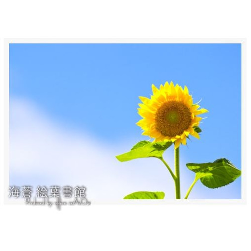 ひまわり 生花】ひまわり(八重咲き)黄 品種おまかせ【60cm/千葉県