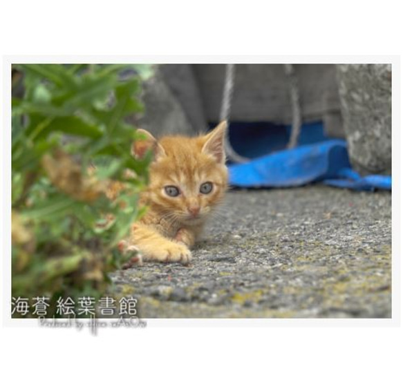 【ポスカセット】ねこ５枚セット 3枚目の画像