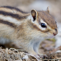 【ﾌｫﾄｱｰﾄﾊﾟﾈﾙ】抜き足、差し足（エゾシマリス） 2枚目の画像