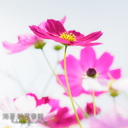 【ﾌｫﾄｱｰﾄﾊﾟﾈﾙ】秋桜乱舞（コスモス） 2枚目の画像