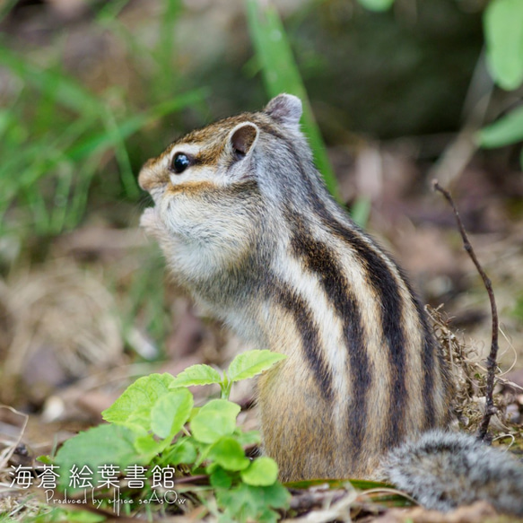 【ﾌｫﾄｱｰﾄﾊﾟﾈﾙ】貯めるのに忙しいんです（エゾシマリス） 2枚目の画像