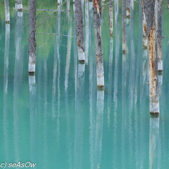 【景観色】青い池 2枚目の画像