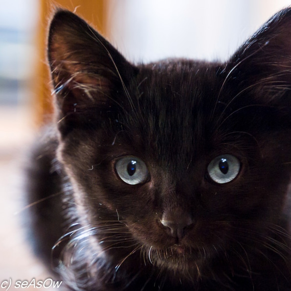インテリアパネル「青い目の黒猫」（L）※受注制作 2枚目の画像