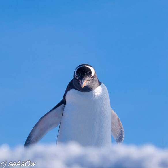 アートフレーム【花道を行くペンギン】 4枚目の画像