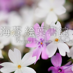 miniキャンバスフォト　芝桜 2枚目の画像