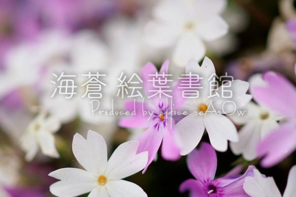 miniキャンバスフォト　芝桜 2枚目の画像